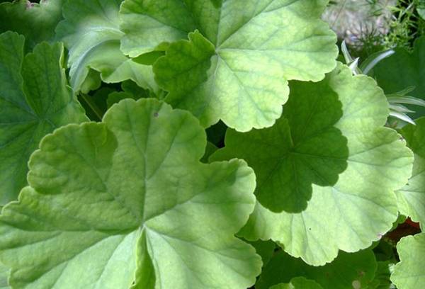 Foglie Di Pelargonium