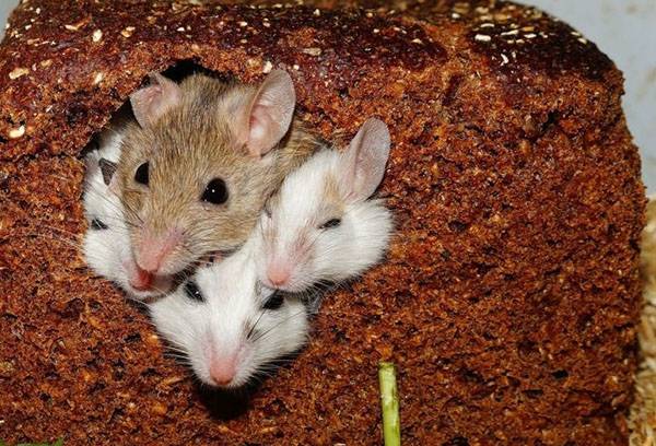 Topi nel pane