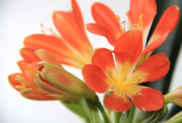 Clivia in fiore