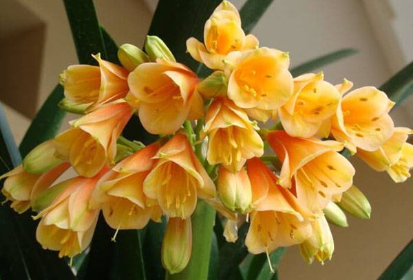 Infiorescenza di Clivia