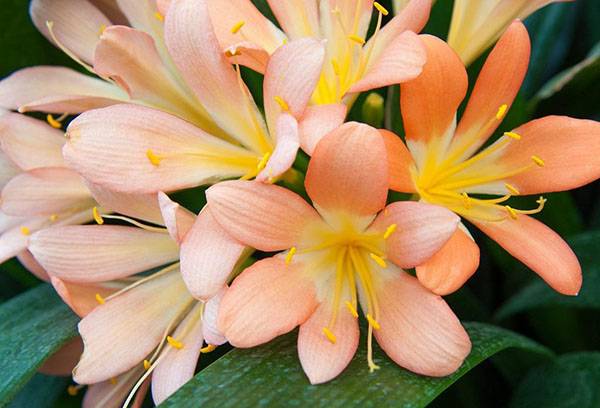 Clivia in fiore