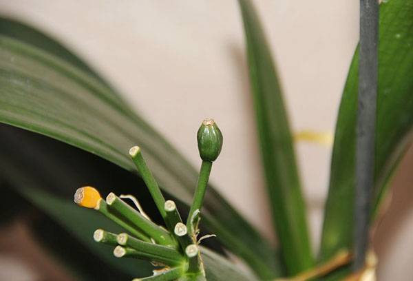 Scatola di semi di Clivia