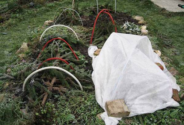 Riparo di crisantemi per l'inverno