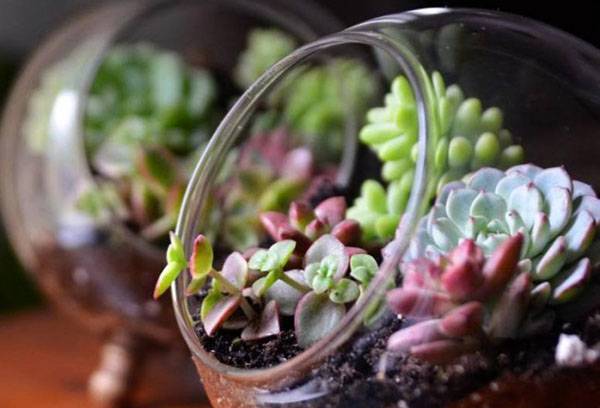 Florarium succulento