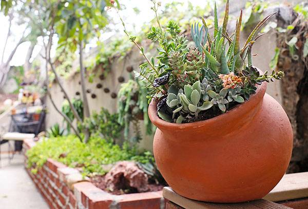 Vaso succulento in cortile