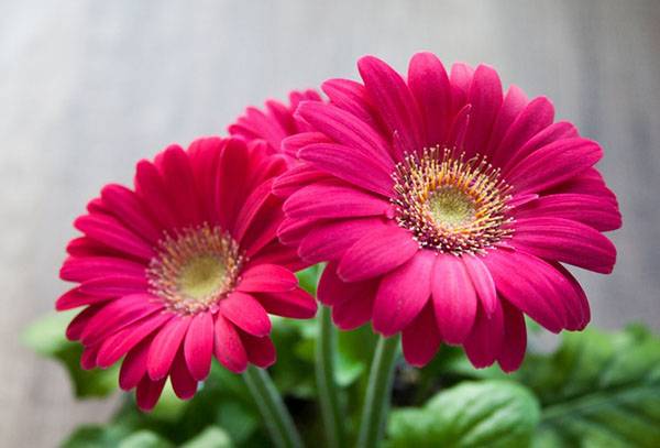 Gerbera nana in fiore