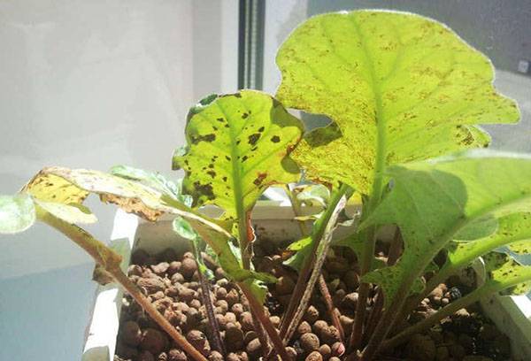 Malattia Di Gerbera