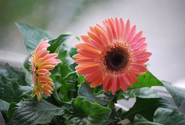 Gerbera rosa in fiore