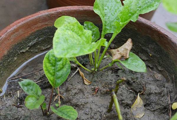 Annaffiare una gerbera in una pentola