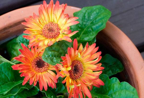 Gerbera pot