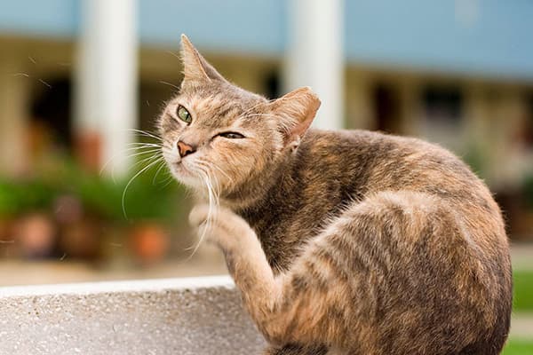 Gatto di strada