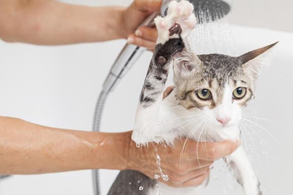 Fare il bagno al gatto