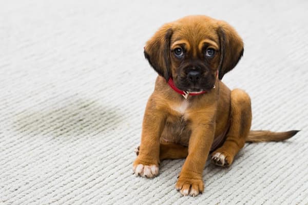 Puppy ha scritto sul tappeto