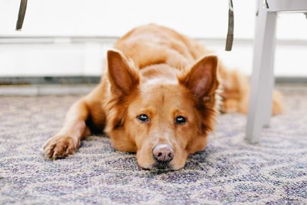 Il cane giace sul tappeto