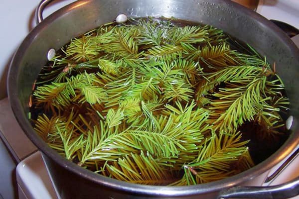 Preparazione del brodo di conifere