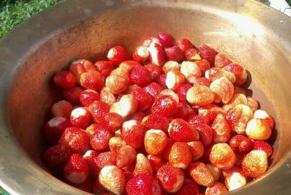 Fragole in una ciotola di alluminio