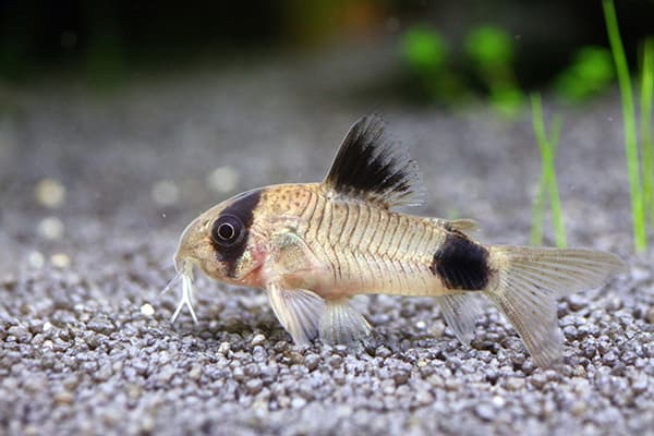 Pesce gatto nell'acquario