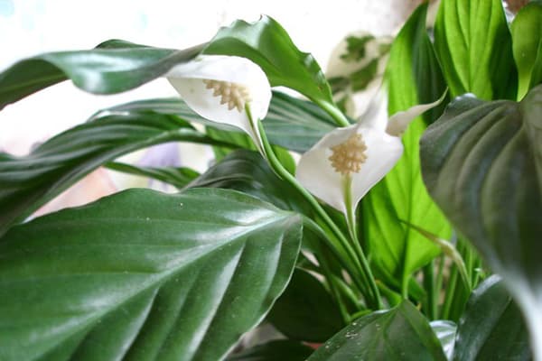 Spathiphyllum Wallis