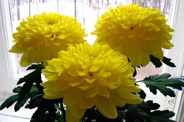 Chrysanthemum on the windowsill