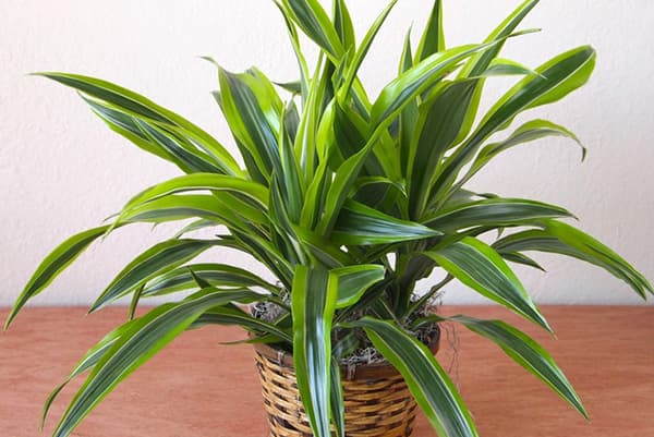 Dracaena