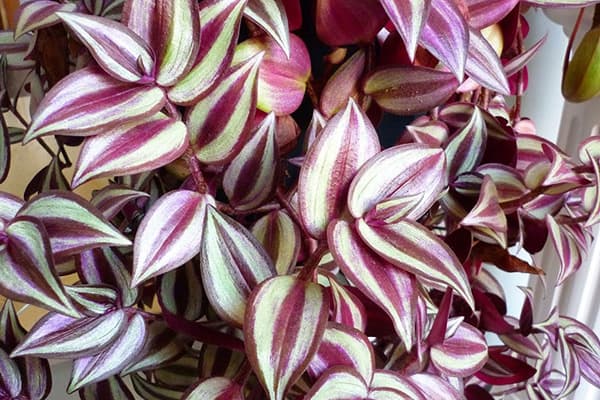 Tradescantia