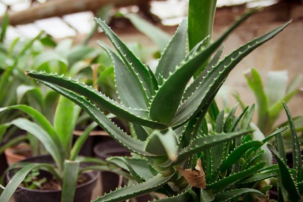 Aloe