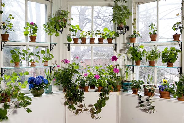 Plants on the loggia