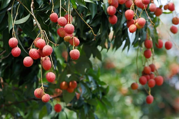 Albero di litchi