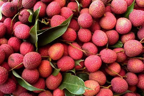 Frutti di litchi appena raccolti