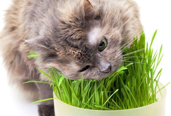 Il gatto grigio mangia l'erba