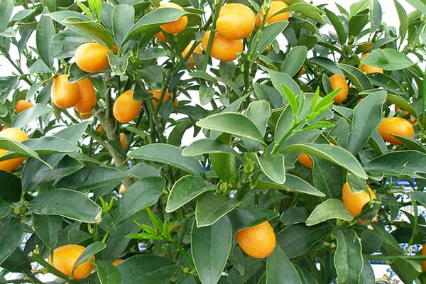 Frutti di kumquat su un albero