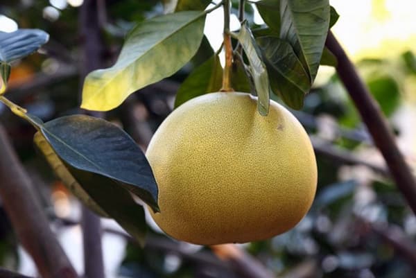 Frutto del pomelo su un ramo