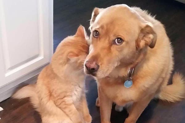 Cane e gatto sono colpevoli