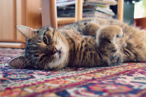 Il gatto giace sul tappeto