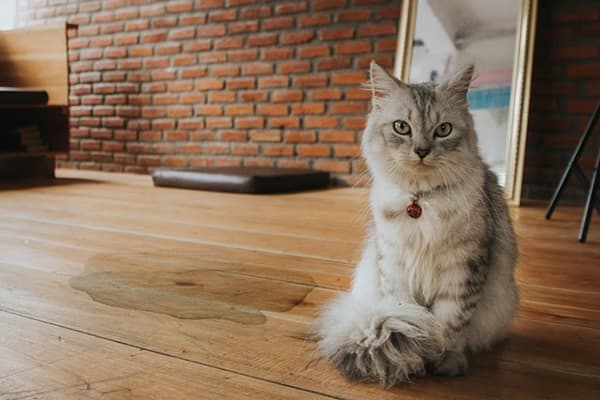 Macchia di urina di gatto sul pavimento di legno