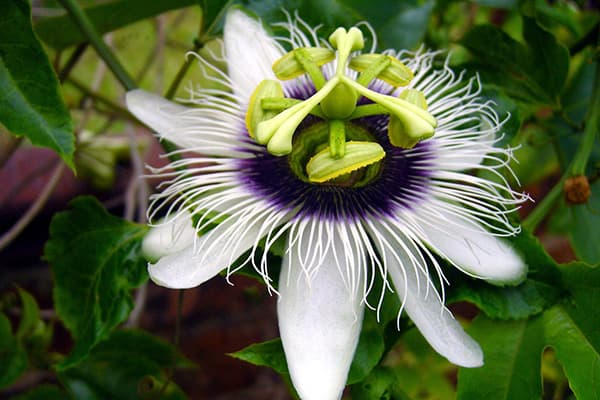 Passiflora