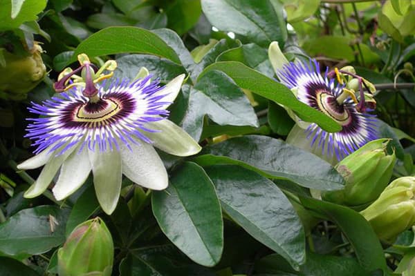 Passiflora Fiorita