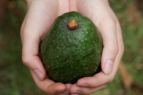 Frutto Di Avocado Maturo