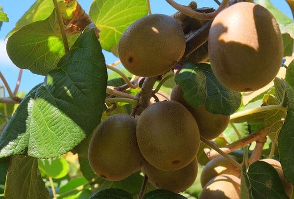 Kiwi su un albero