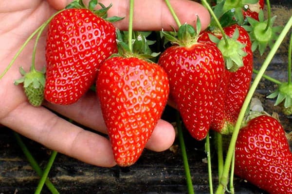 Fragole in giardino