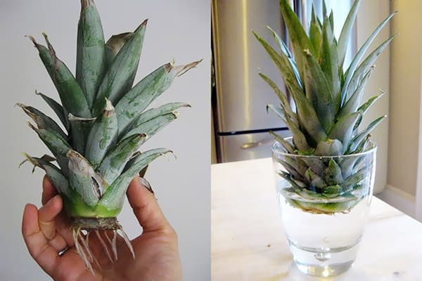 Germinazione della corona di ananas in acqua