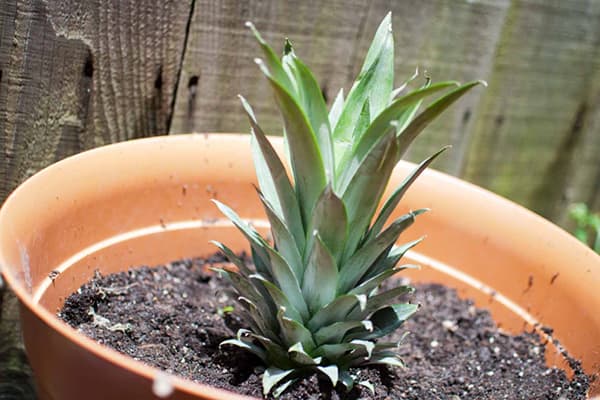 Top di ananas sradicato in vaso