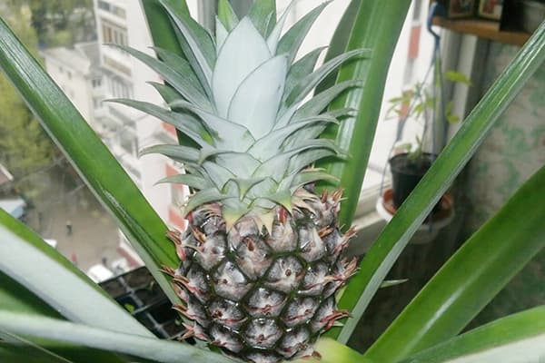 Crescere ananas in una pentola