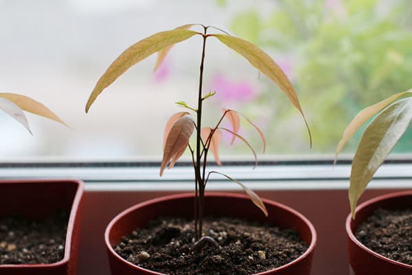 Piantina di litchi in una pentola