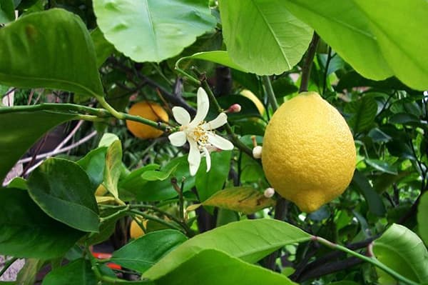 Lemon Tree