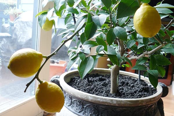 Potted lemon tree