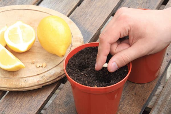 Planting a lemon seed in a pot