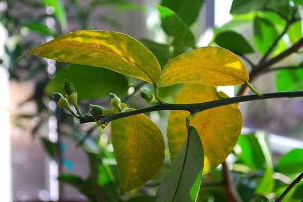 Yellowed lemon leaves