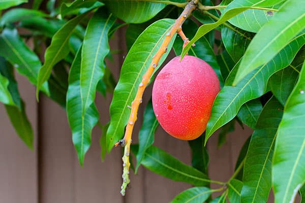 Frutto di mango sull'albero