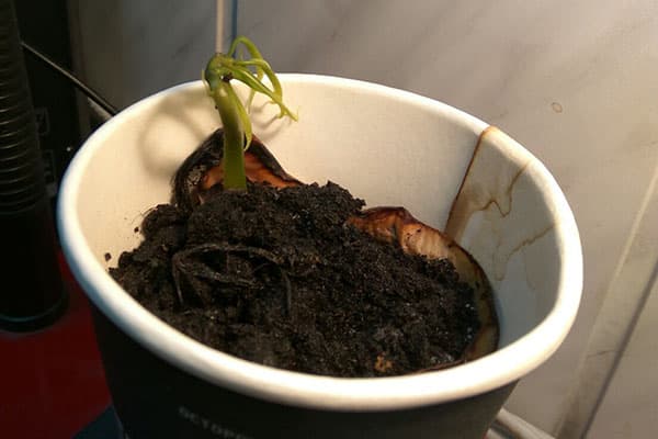 Semi di mango germogliati in un bicchiere con terreno